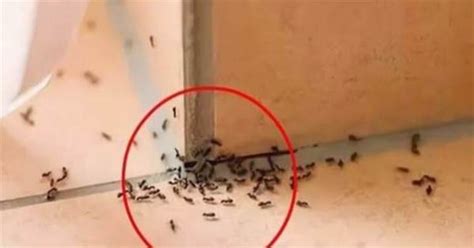 家裡突然出現很多小螞蟻 家裡魚缸數量